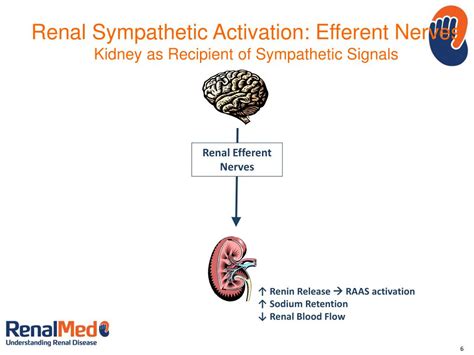 PPT RENAL SYMPATHETIC DENERVATION PowerPoint Presentation Free