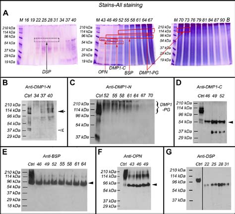 Identification Of The Small Integrin Binding Ligand N Linked