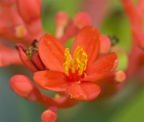 Tártago CUACC UV biodiversidad Córdoba Veracruz NaturaLista Mexico