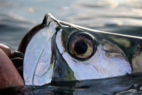 Tarpon Up Close Face Shot World Angling