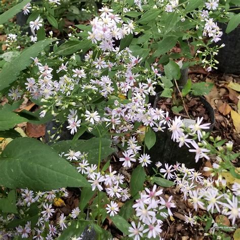 Aster cordifolius #1 (Blue Wood Aster) - Scioto Gardens Nursery