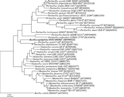 Maximum Likelihood Phylogenetic Tree Based On 16S RRNA Gene Sequence