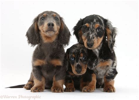 Blue Merle Dachshund