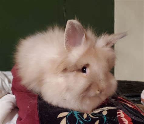 Double Mane Lionhead Rabbits Rabbits For Sale