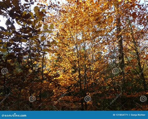 Broadleaf Woodland Forest In Autumn With Brown Leaves Stock Image