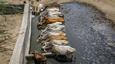 Lumpy Skin Disease Rajasthan Government Bans Animal Fairs India Tv