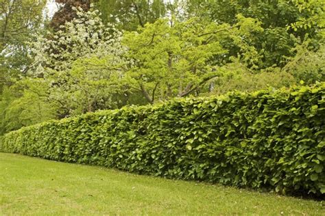 Haie de hêtre : avantages, caractéristiques et prix - Clôture de Jardin