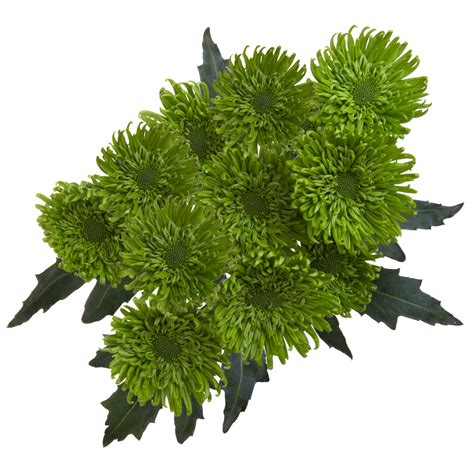 Icon SelectionsSALAMANDER - Icon Selections