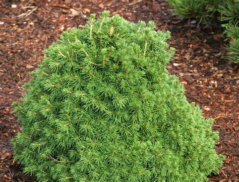 Picea Abies Tompa Dwarf Norway Spruce Kigi Nursery