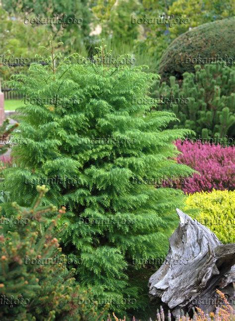 Image Japanese Cedar Cryptomeria Japonica Elegans Viridis 517261