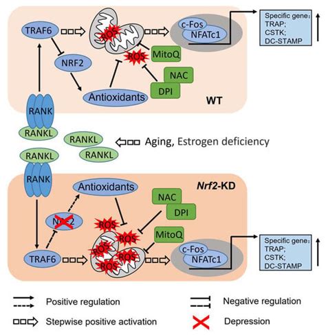 Antioxidants Free Full Text Nrf2 Mitigates Rankl And M Csf Induced