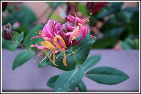 Wordless Wednesday: Climbing Honeysuckle - Got My Reservations