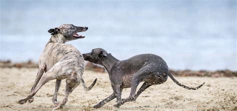 Greyhound Puppy - Learning How to Take Care of a Young Greyhound