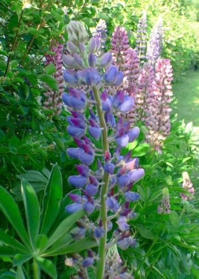 Free picture: lupine, blue