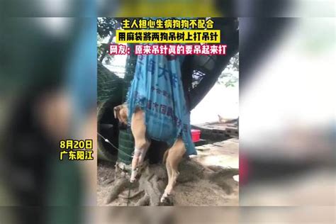 涨姿势主人担心生病狗狗不配合用麻袋将两狗吊树上打吊针 麻袋 狗狗 主人