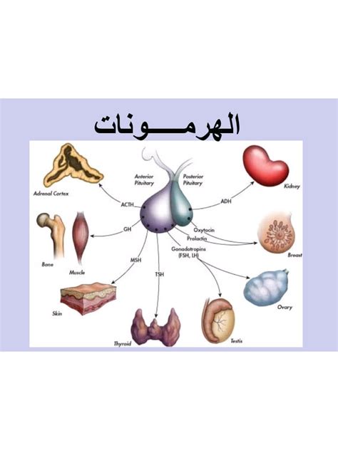 تعريف الهرمون ووظائفه بالتفصيل