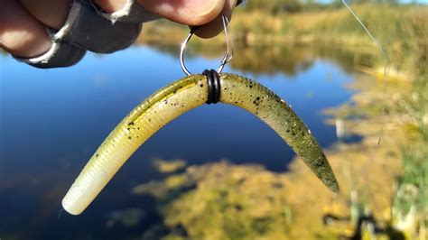 Wacky Rig Bass Fishing Only Lure That Came Through Youtube