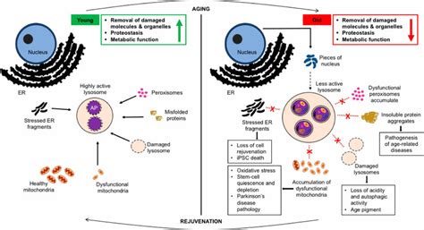 Changes To Autophagy Of Cellular Organelles During The Aging Process