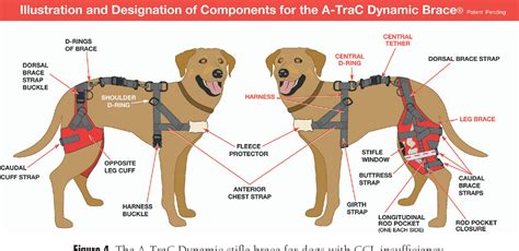 Figure 4 from The canine stifle. | Semantic Scholar