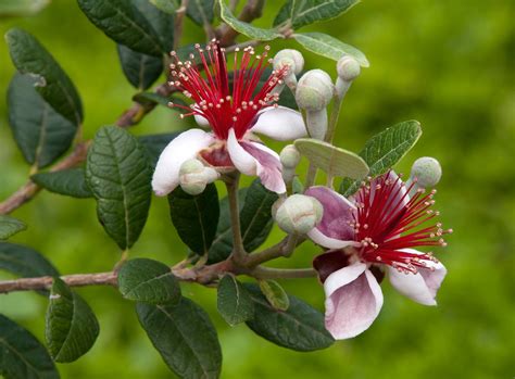 Arbre Feijoa Sellowiana