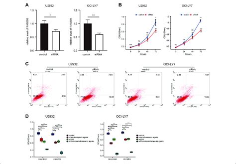 Rab B Was Associated With Dlbcl Cell Proliferation Apoptosis And