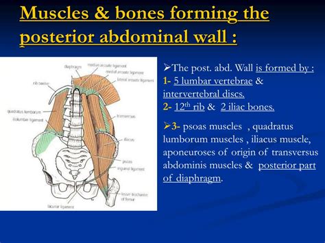 Ppt Muscles Bones Forming The Posterior Abdominal Wall Powerpoint