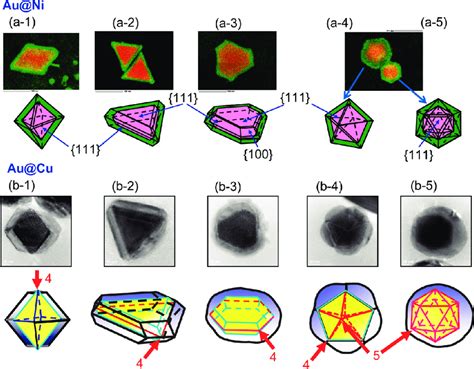 Crystal Structures Of A 1 À A 5 Au Ni And B 1 À B 5 Au Cu Particles Download Scientific