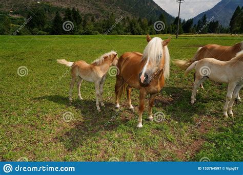 Cavalo Do Palomino E O Haflinger Uma Ra A Do Cavalo Tornou Se Na Regi