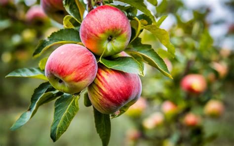 How to Easily Grow Apples: Complete Growing Guide - Gardening Thought