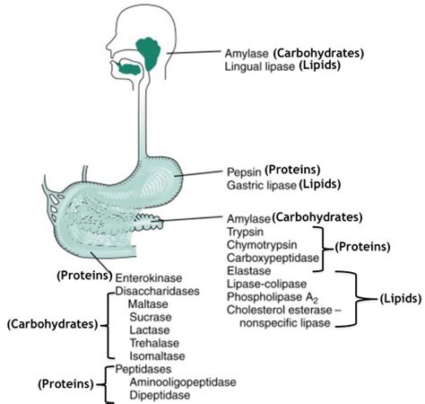 GI I Exam 2 Lecture Digestion Absorption In The GI Tract