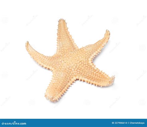 Bela Estrela Do Mar Isolada Em Branco Objeto De Praia Foto De Stock