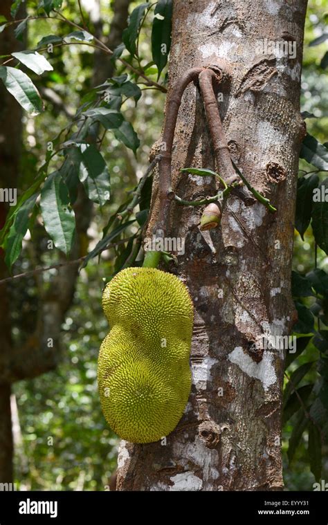 Fruit Pain Artocarpus Altilis Sur Un Arbre Pain Madagascar