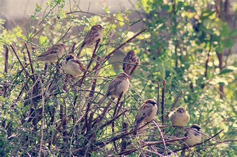 Les Oiseaux Font Leurs Nids Mairie De Rouxmesnil Bouteilles