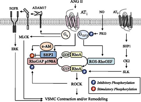 Pdf Angiotensin Ii Type Receptor Regulates Rhoa And Rho Kinase