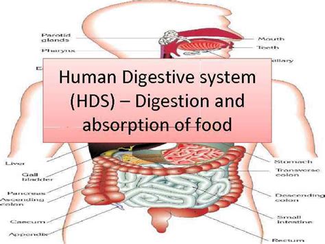 Human Digestive System Hds Digestion And Absorption