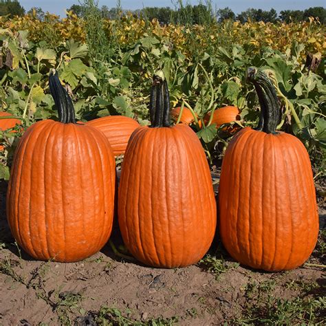 Pumpkin Griffin F1 Seed Harris Seeds