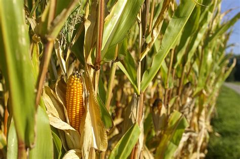 Free Photo Cornfield Corn Piston Nature Free Image On Pixabay