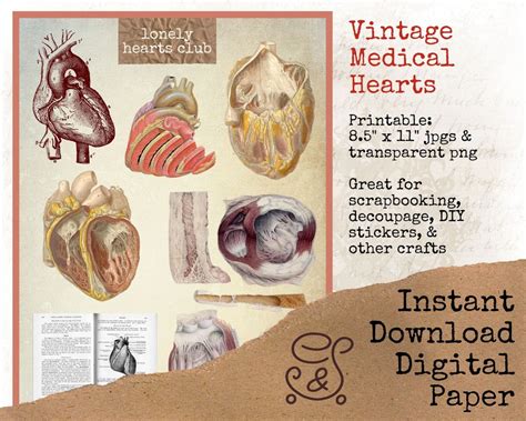 Human Heart Illustrations Vintage Anatomy Clip Art Images Medical