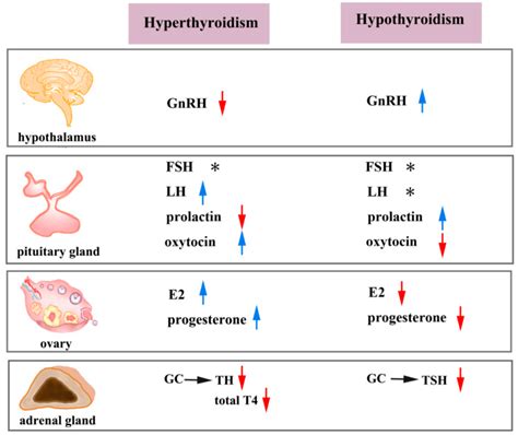 Thyroid Hormones