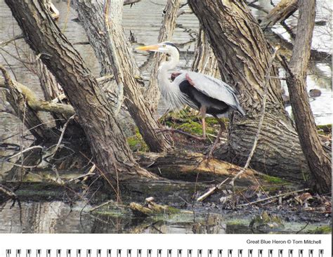 The Fyke Nature Association 2020 Calendar