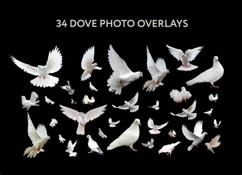 34 Dove Photo Overlays Dove Birds Photoshop Overlay Digital Overlay