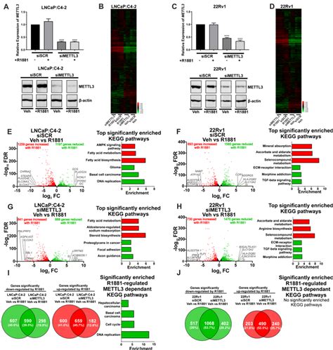 Knockdown Of Mettl Influences Androgen Induced Transcriptional