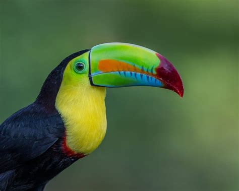 50 Surprising Toucan Facts To Brighten Up Your Life - Facts.net