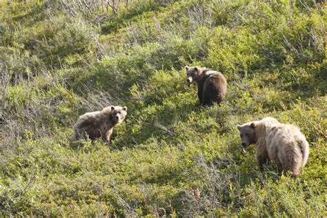 Wildlife Viewing Birding | Explore Fairbanks, Alaska