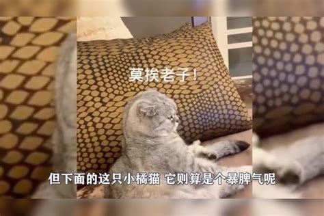 橘猫坐火车，回来发现主人抱着别的猫，瞬间发飙我也要抱抱！主人瞬间