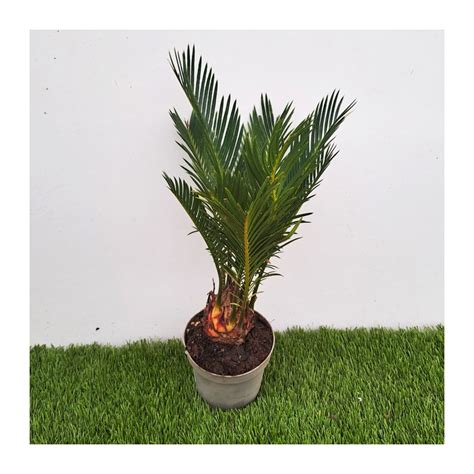 Cyca Revoluta Palmera Enana Palmera China Comprar Cycas Comprar Palmera