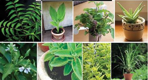 Some Important Medicinal Plants Of Goa Goan Observer