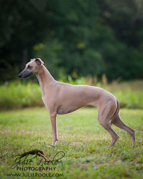 Blue Fawn Whippet Imported From England By Julie Poole Photography