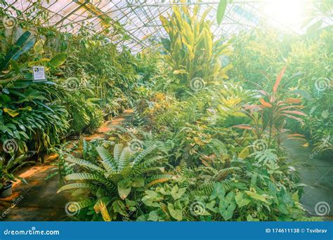 Tropical Greenhouse Full Of Lush Green Plants Stock Photo Image Of