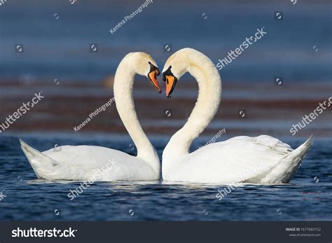 21,809 Heart swans Images, Stock Photos & Vectors | Shutterstock